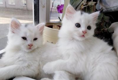 Super s��e Maine Coon X Angora K�tzchen