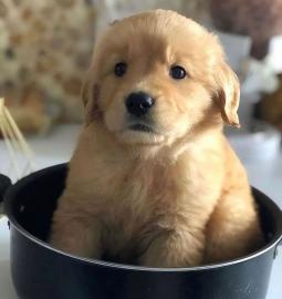 Wundersch?ne Labrador Retriever Welpen z