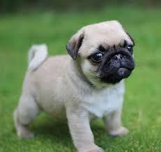liebenswerte fawnfarbene Mops - Welpen