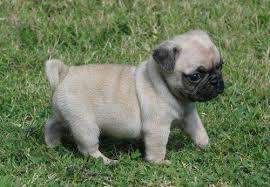 liebenswerte fawnfarbene Mops - Welpen