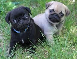 liebenswerte fawnfarbene Mops - Welpen