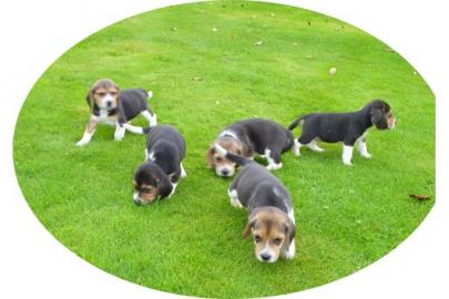Traumhafte Beagle-Welpen mit Papiere