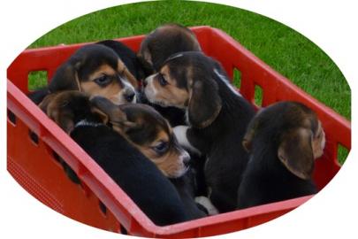 Traumhafte Beagle-Welpen mit Papiere