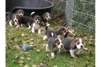 Traumhafte Beagle-Welpen mit Papiere