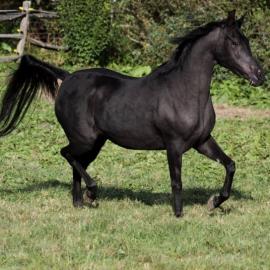 Pr�chtige rein �gyptische Araber-Zuchtst