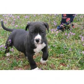 American Pit Bull Terrier
