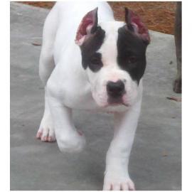 American Pit Bull Terrier