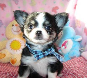 S��e mini Chihuahua Welpen zu verkaufen