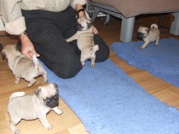 wundersch�ne Mops Welpen f