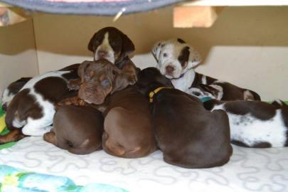 Louisiana Leopard Dog (Catahoula) Welpen