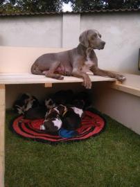 Louisiana Leopard Dog (Catahoula) Welpen
