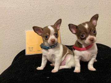 Mini toy Chihuahua Welpen Zum Verschenke