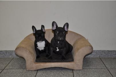 Kr�ftige muskul�se Franz�sische Bulldogg