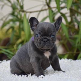 Franz�sische-WHATSAPP: +4915213140266