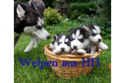 Sibirische Huskywelpen