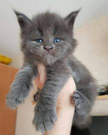 Maine-Coon-K�tzchen zu adoptieren.  Whats