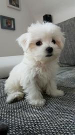 Gesunde Malteser Welpen (+393509706299)