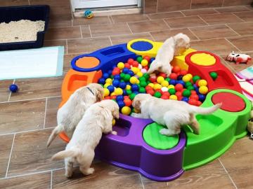 Reinrassige Golden Retriever Welpen abzu