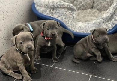 Sch�ne Staffordshire Bull Terrier Welpen