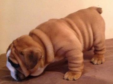 Englisch Bulldog Welpen 100% Rassehunde