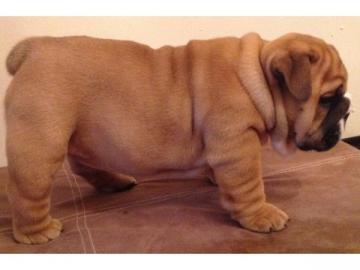 Englisch Bulldog Welpen 100% Rassehunde