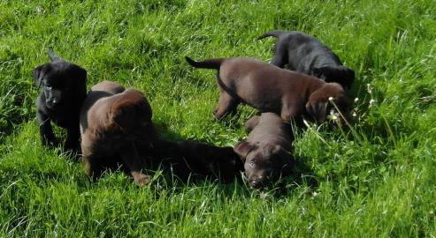 Labrador Welpen 8 Wochen schokolade ,Sta