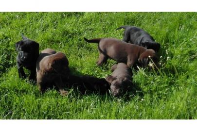 Labrador Welpen 8 Wochen schokolade ,Sta