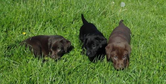 Labrador Welpen 8 Wochen schokolade ,Sta