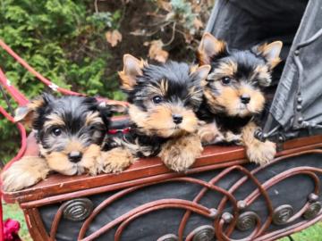 S??e Yorkshireterrierwelpen