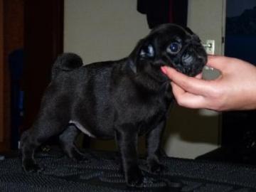 Mops Welpen