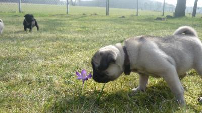Mops Welpen