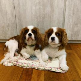8 wochen cavalier king charles spaniel w