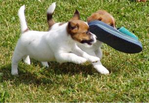Jack Russells Terrier Welpen