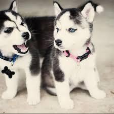 Sch?ner Siberian Husky zur Adoption what