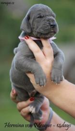 Deutsche Dogge Blau Welpen � von Mraque
