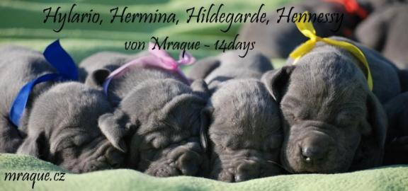 Deutsche Dogge Blau Welpen � von Mraque