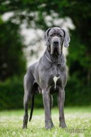 Deutsche Dogge Blau Welpen � von Mraque