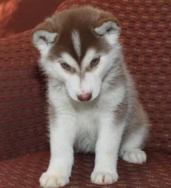 Siberian-Husky- Mix welpen suchen ein ne