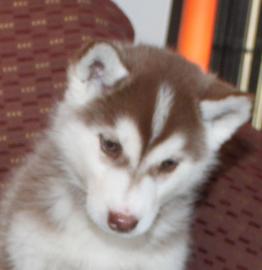 Siberian-Husky- Mix welpen suchen ein ne