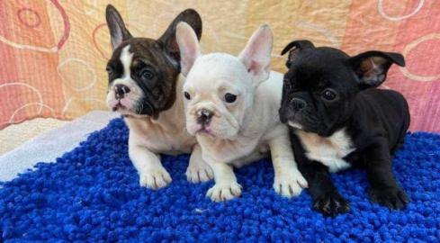 Nette franz?sische Bulldogge-Welpen, die