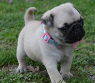 Beautiful Puy puppies