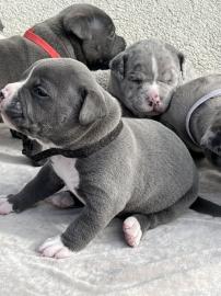 Wundersch�ne American Bully Welpen der e