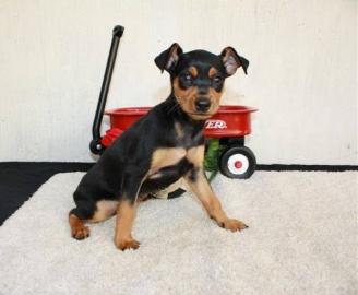 Zwergrehpinscher Rehpinscher Welpen mit