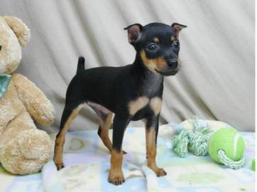 Zwergrehpinscher Rehpinscher Welpen mit