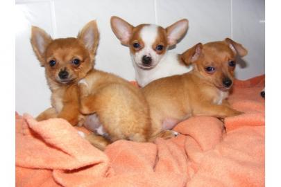 Mini-Chihuahua Welpen zu verkaufen