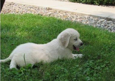 Golden Retriever Welpen mit papieren wh