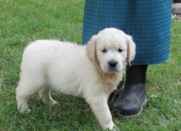 Golden Retriever Welpen mit papieren wh