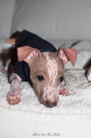 American Hairless Terrier