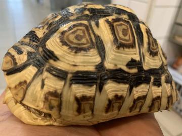 Abgabeliste Schildkr?ten / List Turtles