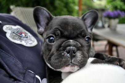 Franz�sisch Bulldogge-Welpen